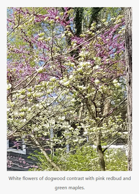 White flowers of dogwood contrast with pink redbud and green maples.
