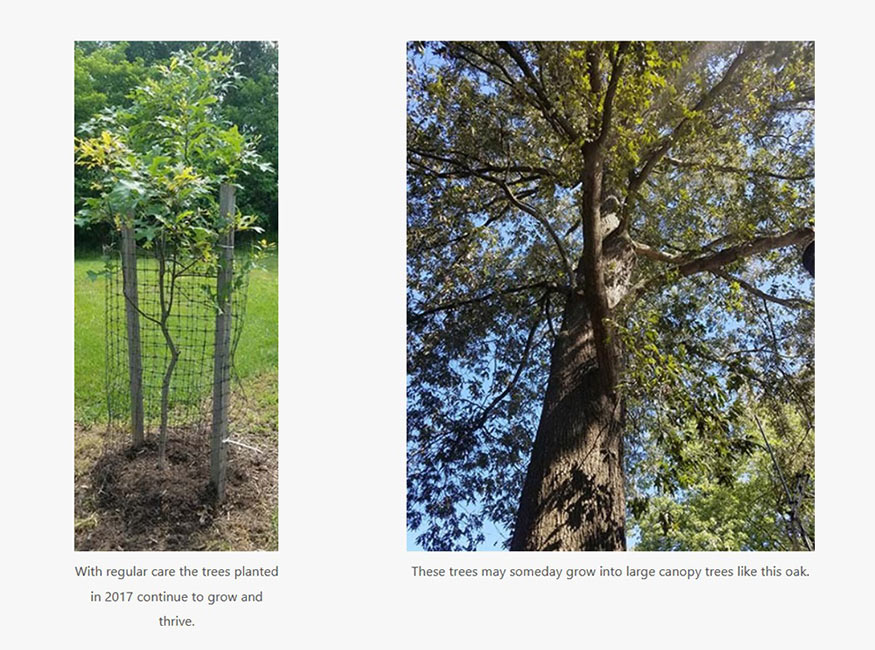 small oak tree and large oak tree